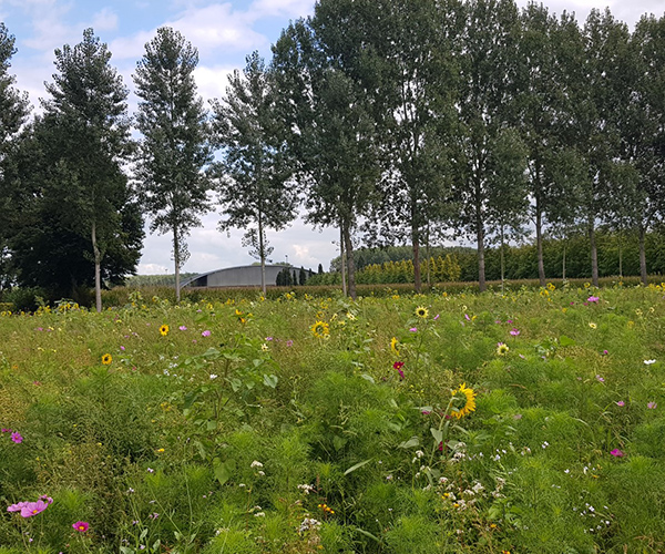 Bijenstrategie - veld met bloemen